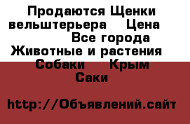 Продаются Щенки вельштерьера  › Цена ­ 27 000 - Все города Животные и растения » Собаки   . Крым,Саки